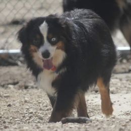 Raven - Toy Australian Shepherd