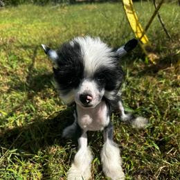 Black and white puff boy - Black and white male Chinese Crested puppy in Rockvale, Tennessee from Cosmic Chinese Cresteds & Wind-Echo Poodles