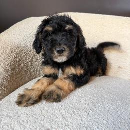 Truffle (green collar) - Phantom male Goldendoodle puppy in Lowville, New York from Adirondack Goldendoodles