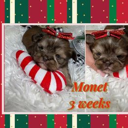 Monet - Liver and white female Shih Tzu puppy in Coolidge, Arizona from Shih Tzu’s  ‘N’ Love