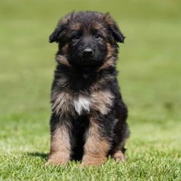 Teal Ribbon - Black and red female German Shepherd puppy in Howard City, Michigan from Sherman's Shepherds