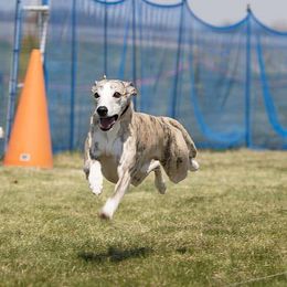 PJ - Whippet