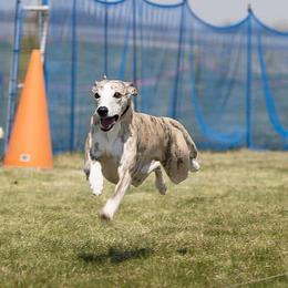 PJ - Whippet