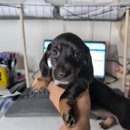 Boy 8784 - Black and tan male Dachshund puppy in Spring Hope, North Carolina from Hogan’s Lowrider Hounds