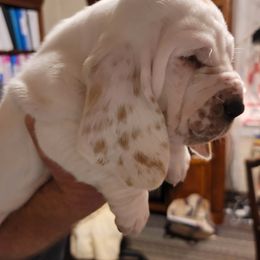 Basset Hound Puppies from Double Branch Basset Hounds