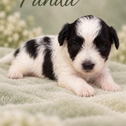 Panda - White male Morkie puppy in Davie, Florida from Sweet Peluditos