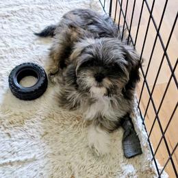 Spice - Brindle female Lhasa Apso puppy in Hillsboro, Oregon from Luv-N-Laughter Lhasa Apsos