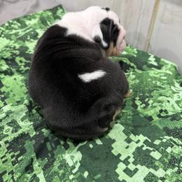 Bulldog Puppies from Bulldog's 4 Brothers