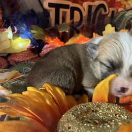 American Corgi and Pembroke Welsh Corgi Puppies from Cascadian Space Coast Corgis LLC