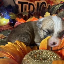 American Corgi and Pembroke Welsh Corgi Puppies from Cascadian Space Coast Corgis LLC