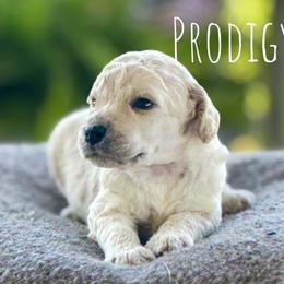 Banket - Cream male Poodle puppy in Pella, Iowa from Prodigy Farms Therapy Dogs