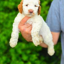 (Purple Collar) bluebell - Parti female Goldendoodle puppy in Granite Falls Nc, North Carolina from Carolina Goldendoodles