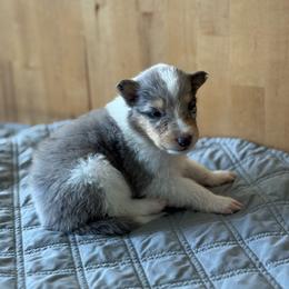 Chai - Blue merle white and tan female Collie puppy in Underwood, Indiana from Third Gen Collies