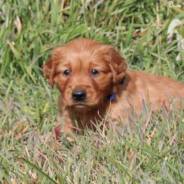 Polly's Dark Blue Boy - Dark golden male Golden Retriever puppy in Idaho Falls, Idaho from Once Upon A Dream Kennels