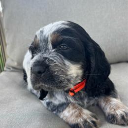 Orange - Black white and tan male English Springer Spaniel puppy in Lincoln, Texas from LeeCo. Springers