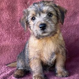 Pink Girl - Red wheaten female Norfolk Terrier puppy in Bristol, Tennessee from Holston Hollow Farm