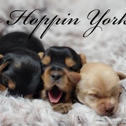 Yorkshire Terrier Puppies from Hip Hoppin Yorkies