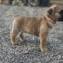 Boerboel, Shorkie, and Toy Australian Shepherd Puppies from SATA Kennels