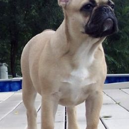 French Bulldog All Grown Up from Northern Light's French Bulldog