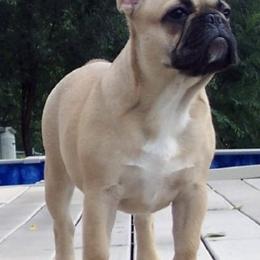 French Bulldog All Grown Up from Northern Light's French Bulldog