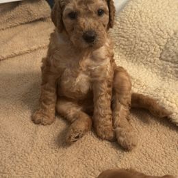 Girl 3 - Caramel red female Labradoodle puppy in Tyler, Texas from LaRue's Labradoodles