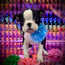 Lapel - Black brindle and white female Boston Terrier puppy in Rockville, Indiana from Blaze Of Glory Bostons & Frenchies