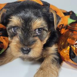 Tan collar girl - Black and tan female Yorkshire Terrier puppy in Jacksonville, Florida from Yorkieology