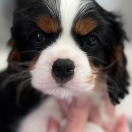 Cavalier King Charles Spaniel puppies from Reflection Cavaliers