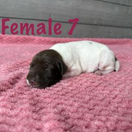 Ginger - Liver and white female German Shorthaired Pointer puppy in Axton, Virginia from Red Clay Kennels