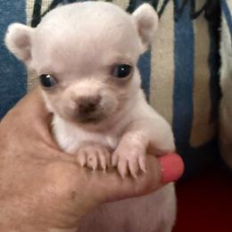 Waluigi - White female Chihuahua puppy in Dime Box, Texas from Color Me Crazy Chihuahuas