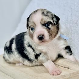Blue collar - Blue merle male Aussiedoodle puppy in 32046, Florida from River Hill Ranch