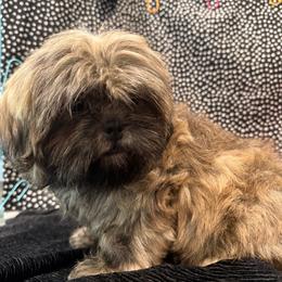 Prince - Sable male Shih Tzu puppy in North Port, Florida from MarQue Shih Tzus