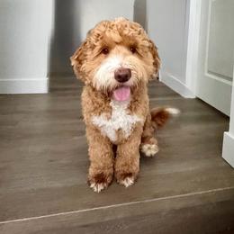 Barley - Australian Labradoodle