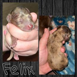 Felix - Dapple male Dachshund puppy in Brazil, Indiana from King Duke Dachshunds