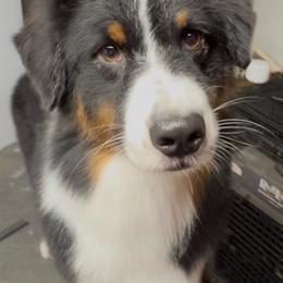 Freyja - Australian Shepherd
