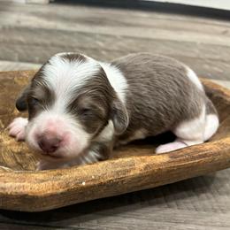 Clover - Piebald male Dachshund puppy in Dobson, North Carolina from Oakleys Dachshund Haven