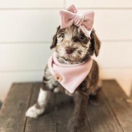 Goldendoodle Puppies from The W Doods