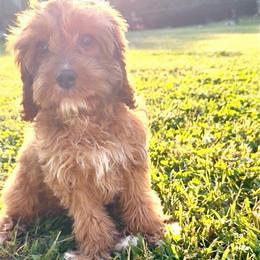 Buttercup - Sweet, easygoing female with a calm, loving nature - Red female Cavapoo puppy in Knoxville, Tennessee from Duke’s Forever Doodles