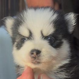 Twinkie - Black and white female Pomsky puppy in Spring Hill, Florida from PDQ Pomskies