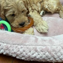 Goldendoodle Puppies from Highland Grove Doodles, LLC
