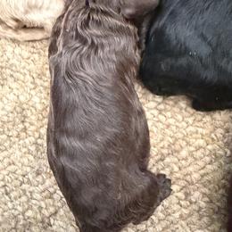 BB choc boy 1 - Brown male Cockapoo puppy in Haines City, Florida from Camic Cockapoos