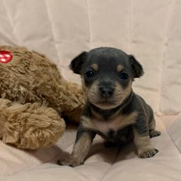 Shelton - Blue and tan male Chihuahua puppy in High Point, North Carolina from Most Treasured Chihuahuas