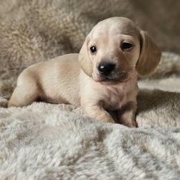 Green collar - Cream male Dachshund puppy in Pasco, Washington from Loyal Lil Dachshunds