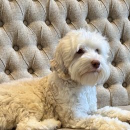 Oats - Australian Labradoodle
