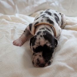 Tammy - Harlequin female Great Dane puppy in Mineola, Texas from RC Ranch Great Danes And Cane Corsos