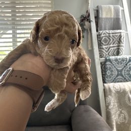 Leo - Apricot male Poodle puppy in Lathrop, California from Jamilette Delatorre's Poodles
