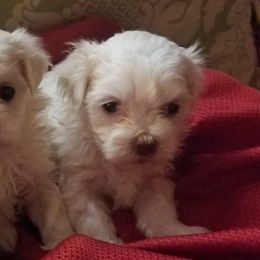Maltese, Pomeranians, Shih Tzus, and Yorkshire Terriers from Renee's Pups