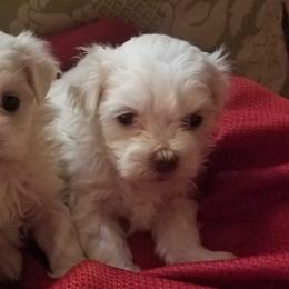 Maltese, Pomeranians, Shih Tzus, and Yorkshire Terriers from Renee's Pups