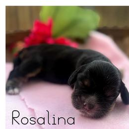 Rosalina - Black and tan female Cocker Spaniel puppy in Clinton, Oklahoma from Enchanted Spaniels