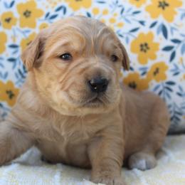 Yellow Girl - Golden female Golden Retriever puppy in Landrum, South Carolina from Golden Dreams